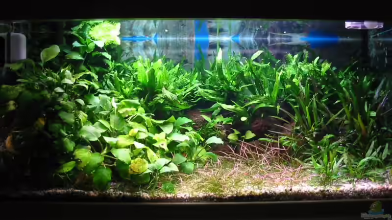 Aquarium Hauptansicht von Becken 1619 Aquarium Hauptansicht von Becken 1619