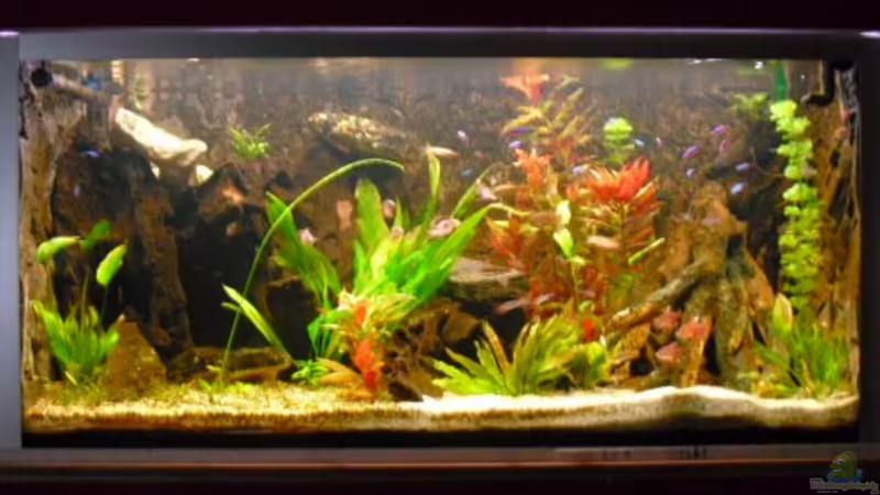 Aquarium Hauptansicht von Becken 16226 Aquarium Hauptansicht von Becken 16226