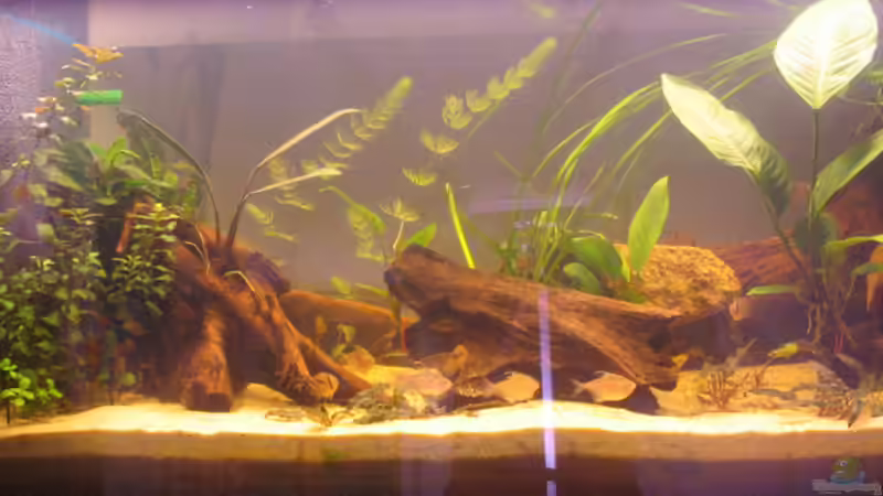 Aquarium Hauptansicht von Becken 1625 Aquarium Hauptansicht von Becken 1625