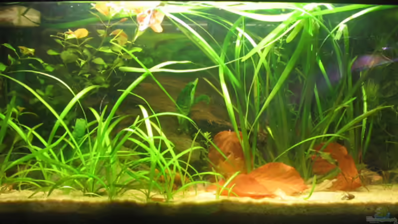 Aquarium Hauptansicht von Becken 1626 Aquarium Hauptansicht von Becken 1626