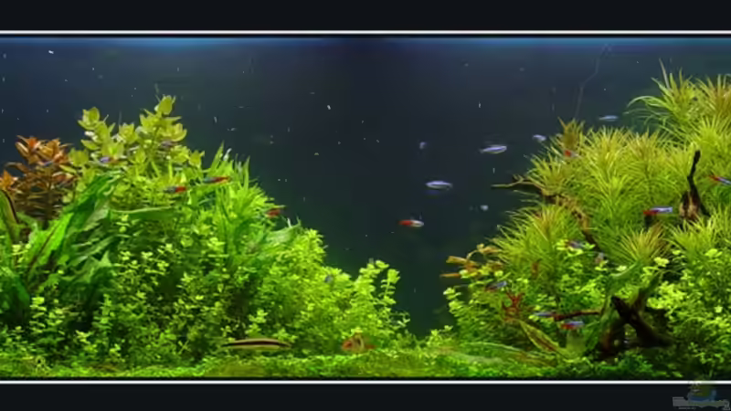 Aquarium Hauptansicht von Becken 1627 Aquarium Hauptansicht von Becken 1627