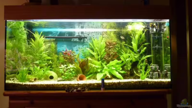 Aquarium Hauptansicht von Becken 16299 Aquarium Hauptansicht von Becken 16299