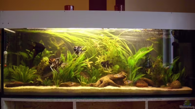 Aquarium Hauptansicht von Becken 16318 Aquarium Hauptansicht von Becken 16318