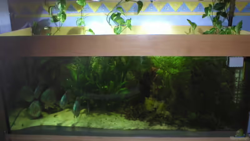 Aquarium Hauptansicht von Becken 1632 Aquarium Hauptansicht von Becken 1632