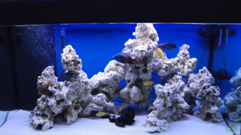 Aquarium Hauptansicht von Becken 16352 Aquarium Hauptansicht von Becken 16352