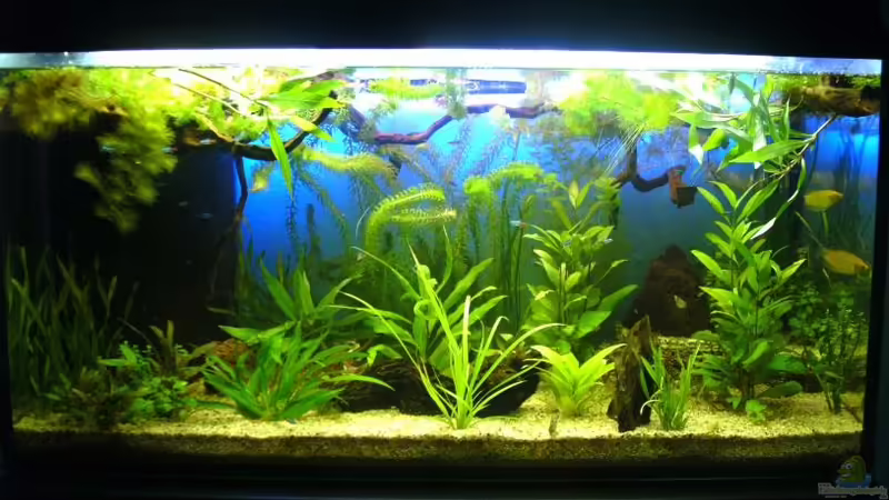 Aquarium Hauptansicht von Becken 16353 Aquarium Hauptansicht von Becken 16353