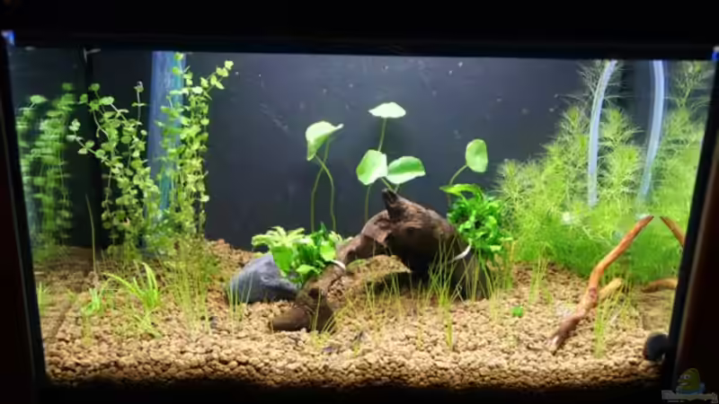 Aquarium Hauptansicht von Becken 16364 Aquarium Hauptansicht von Becken 16364