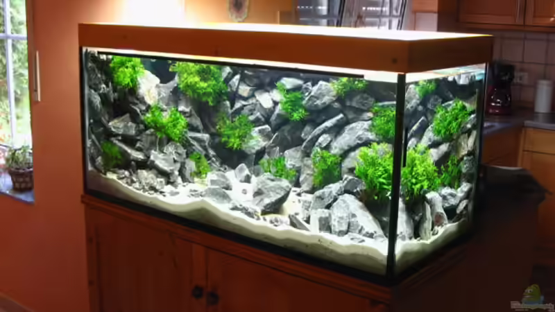 Aquarium Hauptansicht von Becken 1640 Aquarium Hauptansicht von Becken 1640