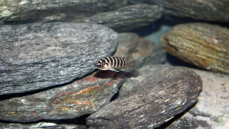 Aquarium Hauptansicht von Becken 16460 Aquarium Hauptansicht von Becken 16460