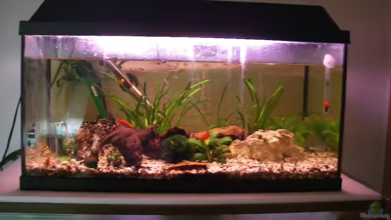 Aquarium Hauptansicht von Becken 16485 Aquarium Hauptansicht von Becken 16485