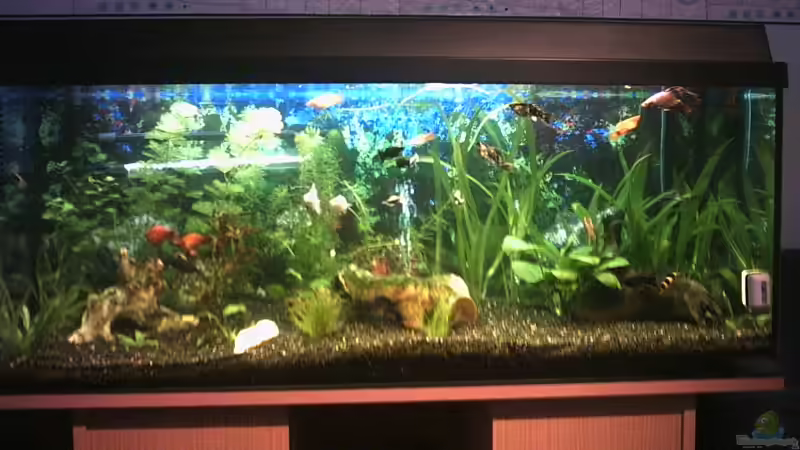 Aquarium Hauptansicht von Becken 1649 Aquarium Hauptansicht von Becken 1649