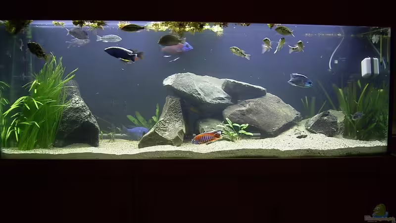 Aquarium Hauptansicht von Becken 165 Aquarium Hauptansicht von Becken 165