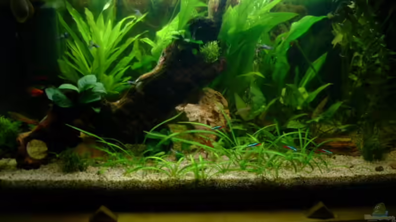 Aquarium Hauptansicht von Becken 1654 Aquarium Hauptansicht von Becken 1654