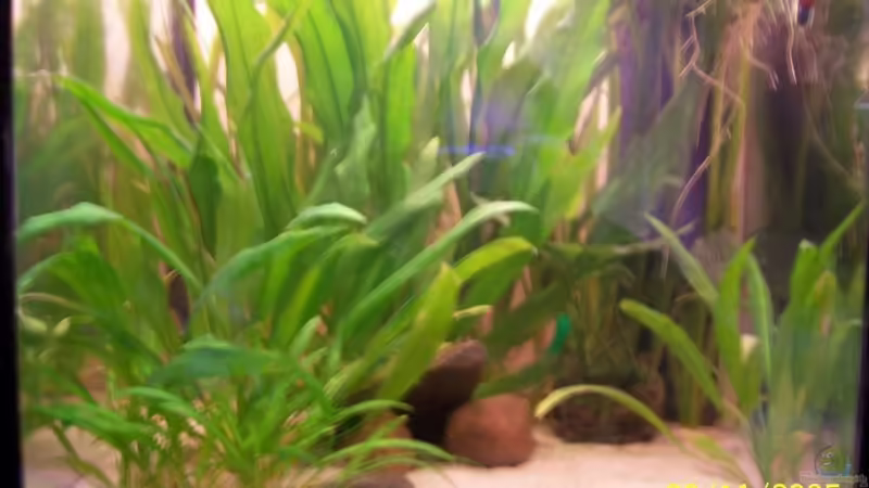 Aquarium Hauptansicht von Becken 1655 Aquarium Hauptansicht von Becken 1655