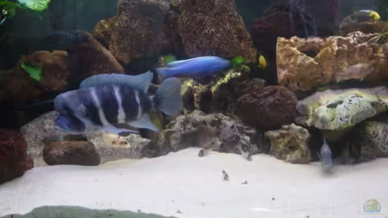 Aquarium Hauptansicht von Becken 166 Aquarium Hauptansicht von Becken 166