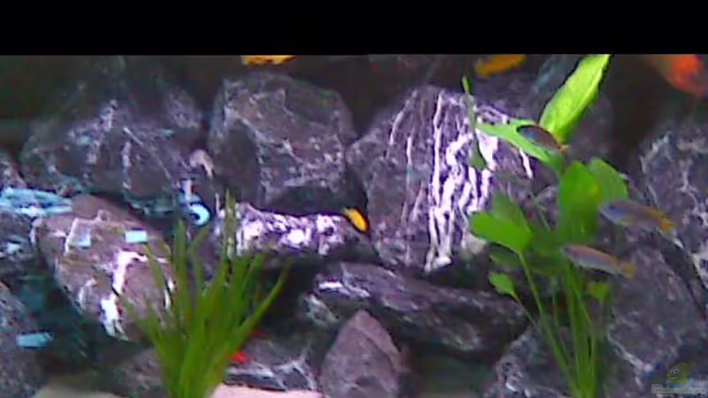 Aquarium Hauptansicht von Becken 16603 Aquarium Hauptansicht von Becken 16603