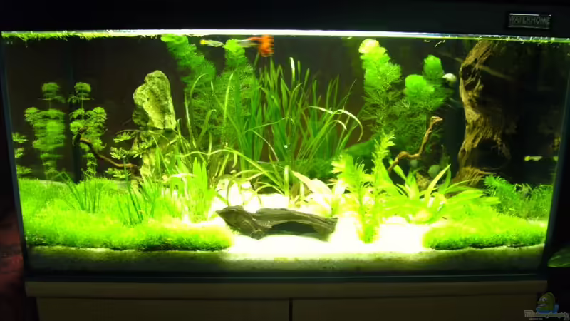 Aquarium Hauptansicht von Becken 16608 Aquarium Hauptansicht von Becken 16608