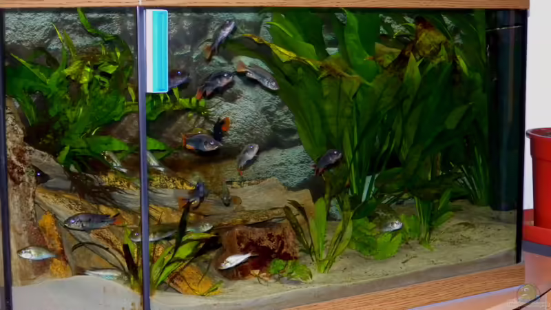 Aquarium Hauptansicht von Becken 16656 Aquarium Hauptansicht von Becken 16656