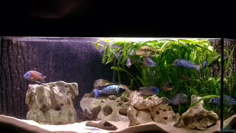 Aquarium Hauptansicht von Becken 169 Aquarium Hauptansicht von Becken 169