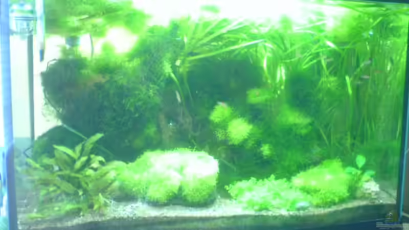 Aquarium Hauptansicht von Becken 1690 Aquarium Hauptansicht von Becken 1690