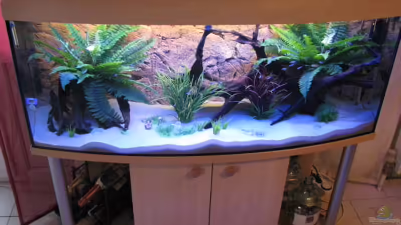 Aquarium Hauptansicht von Becken 16956 Aquarium Hauptansicht von Becken 16956