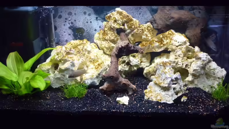 Aquarium Hauptansicht von Becken 16968 Aquarium Hauptansicht von Becken 16968