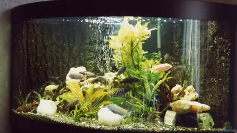 Aquarium Hauptansicht von Becken 17 Aquarium Hauptansicht von Becken 17