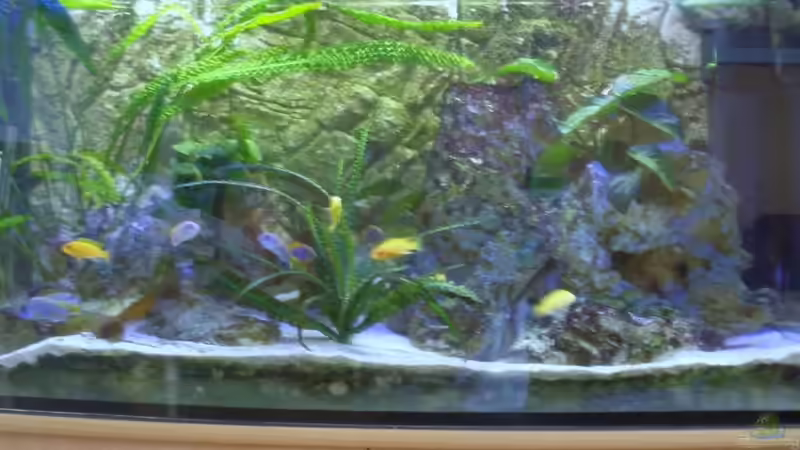 Aquarium Hauptansicht von Becken 17056 Aquarium Hauptansicht von Becken 17056