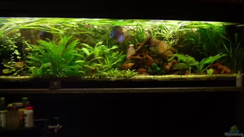 Aquarium Hauptansicht von Becken 1708 Aquarium Hauptansicht von Becken 1708