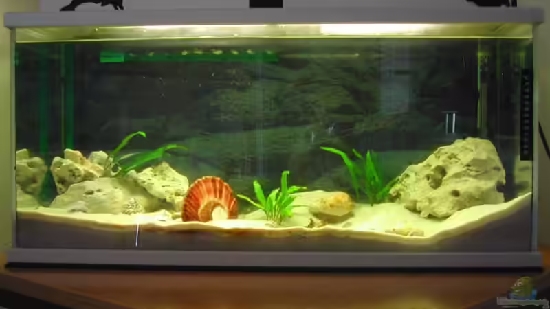 Aquarium Hauptansicht von Becken 1719 Aquarium Hauptansicht von Becken 1719