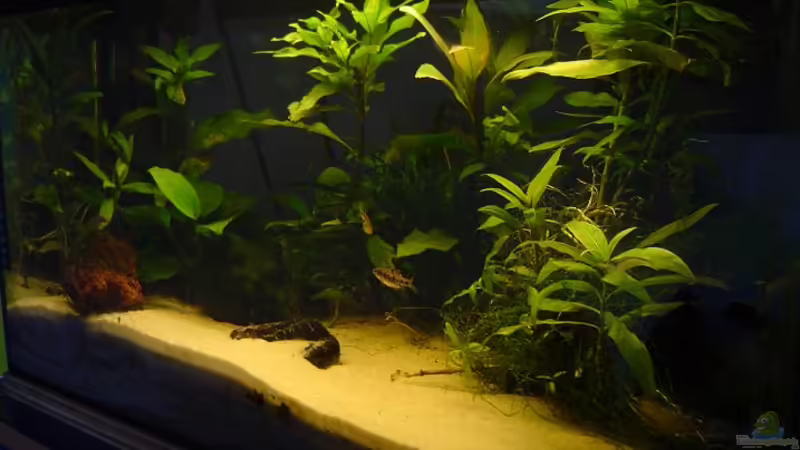 Aquarium Hauptansicht von Becken 1733 Aquarium Hauptansicht von Becken 1733