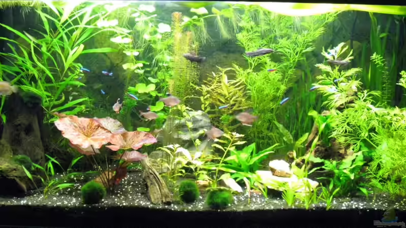 Aquarium Hauptansicht von Becken 17340 Aquarium Hauptansicht von Becken 17340