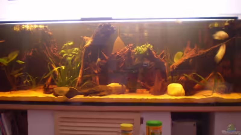 Aquarium Hauptansicht von Becken 17364 Aquarium Hauptansicht von Becken 17364