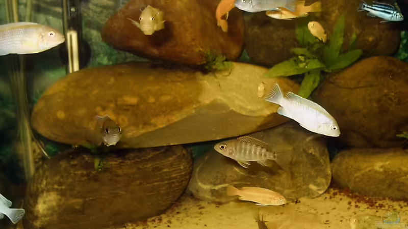 Aquarium Hauptansicht von Becken 174 Aquarium Hauptansicht von Becken 174