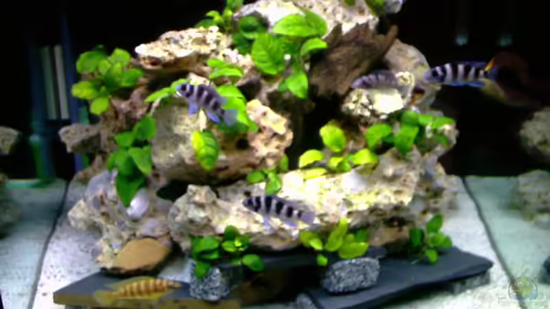 Aquarium Hauptansicht von Becken 1742 Aquarium Hauptansicht von Becken 1742