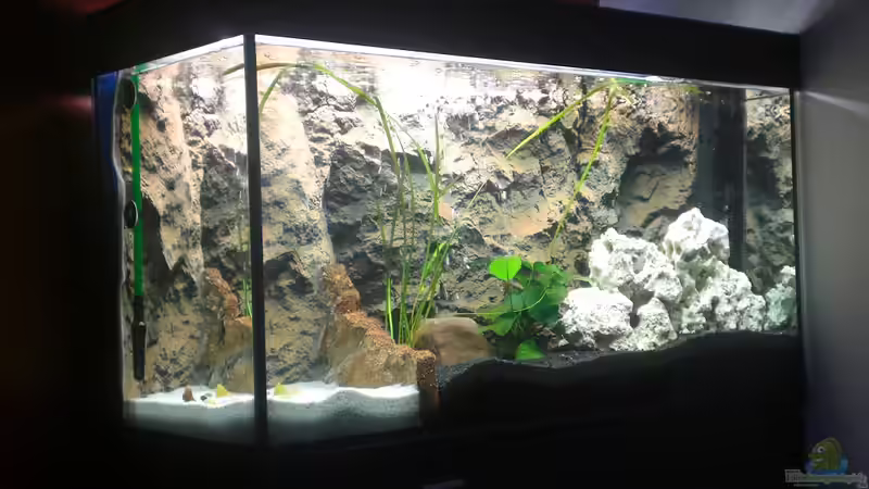 Aquarium Hauptansicht von Becken 17446 Aquarium Hauptansicht von Becken 17446