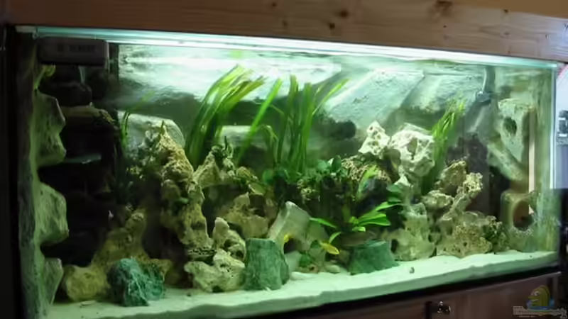 Aquarium Hauptansicht von Becken 1747 Aquarium Hauptansicht von Becken 1747