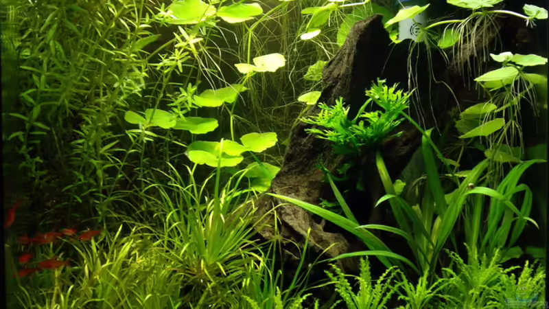 Aquarium Hauptansicht von Becken 17477 Aquarium Hauptansicht von Becken 17477