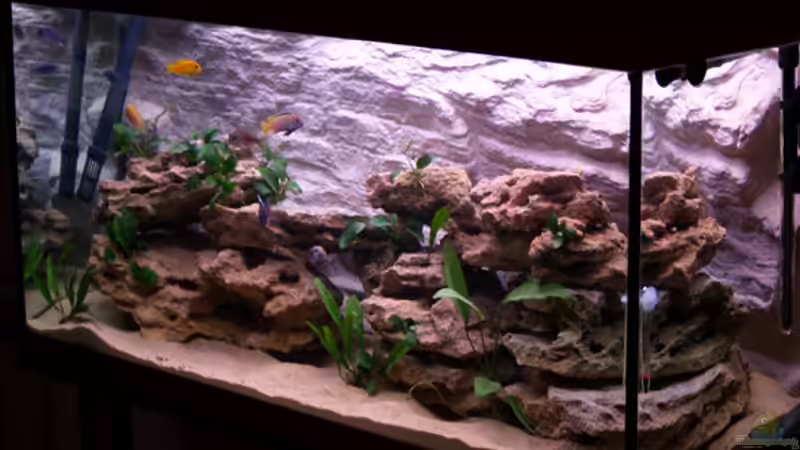 Aquarium Hauptansicht von Becken 1748 Aquarium Hauptansicht von Becken 1748