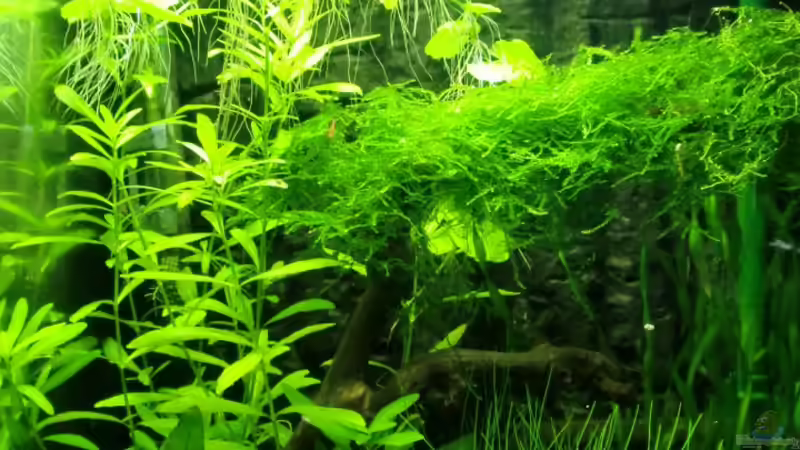 Aquarium Hauptansicht von Becken 17493 Aquarium Hauptansicht von Becken 17493