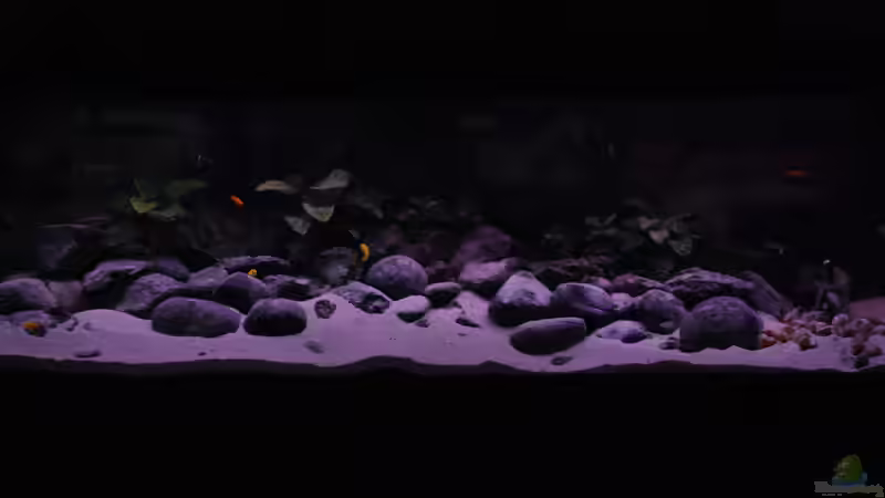 Aquarium Hauptansicht von Becken 17495 Aquarium Hauptansicht von Becken 17495