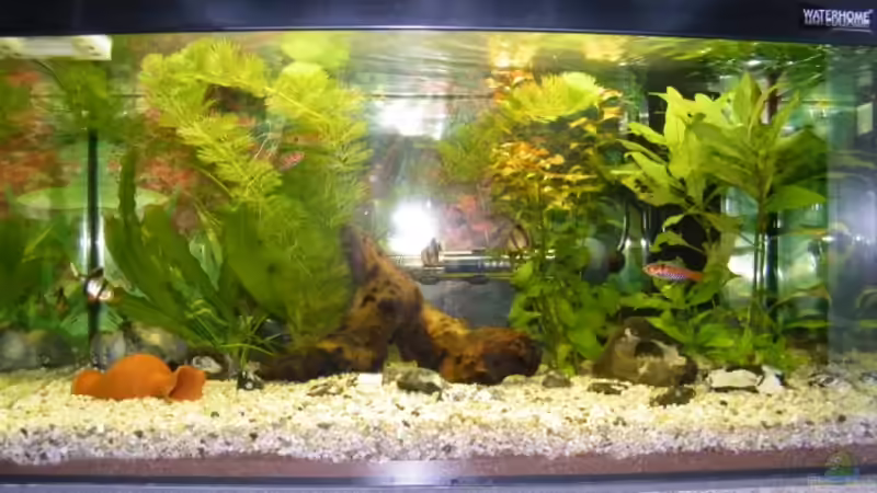 Aquarium Hauptansicht von Becken 17501 Aquarium Hauptansicht von Becken 17501