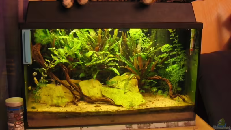 Aquarium Hauptansicht von Becken 1751 Aquarium Hauptansicht von Becken 1751