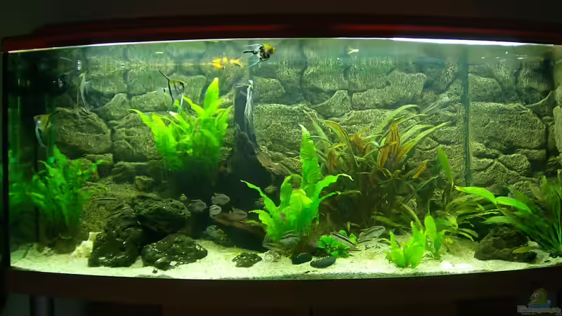 Aquarium Hauptansicht von Becken 17523 Aquarium Hauptansicht von Becken 17523