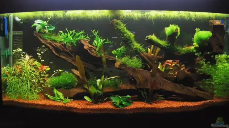 Aquarium Hauptansicht von Becken 1756 Aquarium Hauptansicht von Becken 1756