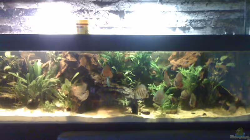 Aquarium Hauptansicht von Becken 17703 Aquarium Hauptansicht von Becken 17703