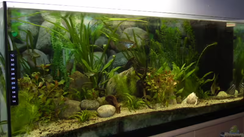 Aquarium Hauptansicht von Becken 1772 Aquarium Hauptansicht von Becken 1772