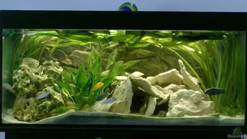 Aquarium Hauptansicht von Becken 1773 Aquarium Hauptansicht von Becken 1773