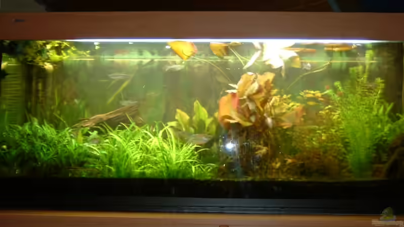 Aquarium Hauptansicht von Becken 1775 Aquarium Hauptansicht von Becken 1775