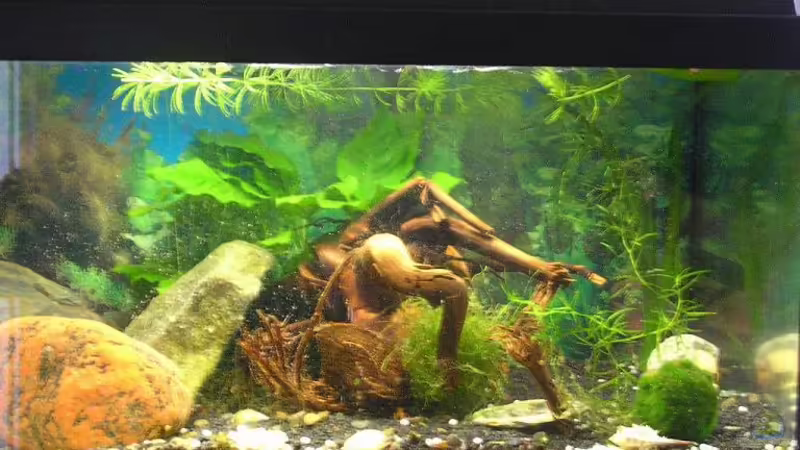 Aquarium Hauptansicht von Becken 1777 Aquarium Hauptansicht von Becken 1777